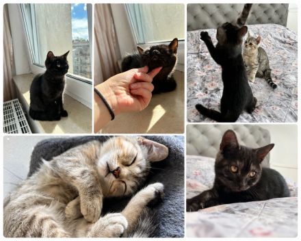 Britisch Kurzhaar Katzenbabys