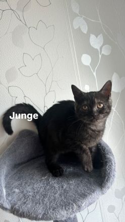 Britisch Kurzhaar Katzenbabys