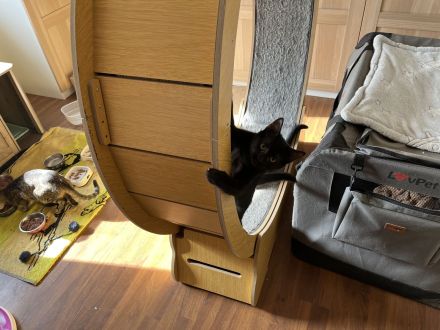 Süße Ekh /Spynx Mix kitten