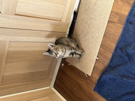 Süße Ekh /Spynx Mix kitten