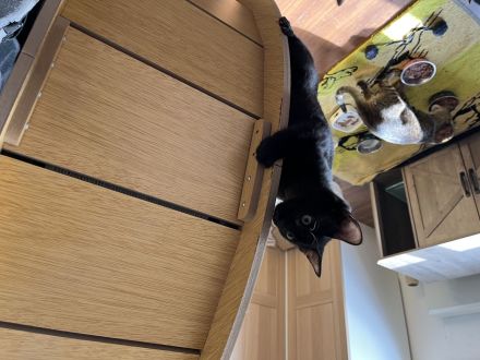 Süße Ekh /Spynx Mix kitten