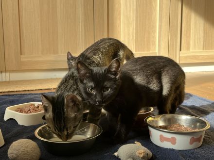 Süße Ekh /Spynx Mix kitten