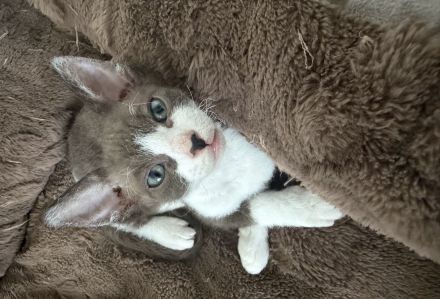 Sphynx Kitten Velour