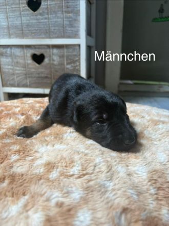 X -Herder Welpen suchen neuen Wirkungskreis