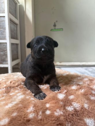 X -Herder Welpen suchen neuen Wirkungskreis