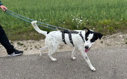 Kimana sucht ein liebevolles Zuhause