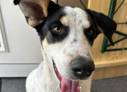 Kimana sucht ein liebevolles Zuhause