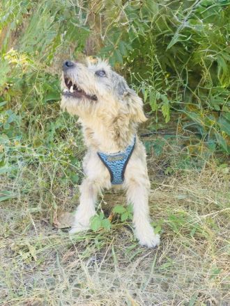 Cairn Terrier Mix Benji