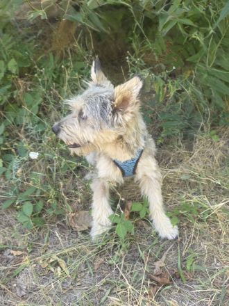 Cairn Terrier Mix Benji