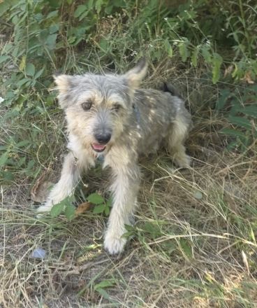 Cairn Terrier Mix Benji