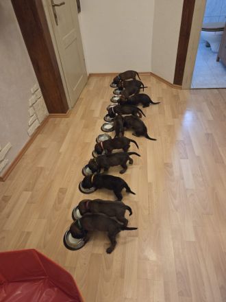 Kleine Abenteurer auf 4 Pfoten suchen ihr Zuhause fürs Leben!