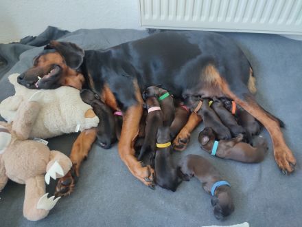 Kleine Abenteurer auf 4 Pfoten suchen ihr Zuhause fürs Leben!