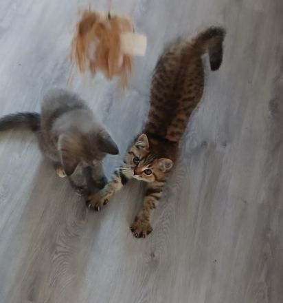 kleine Pfingst Rabauken suchen neuen Wirkungskreis!(Bkh Kitten)