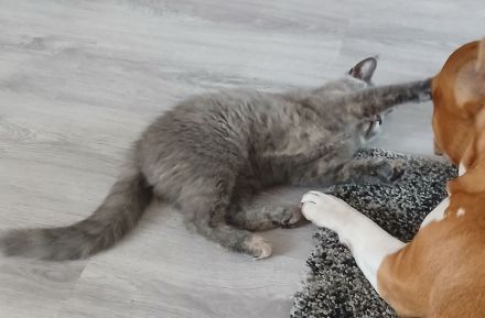 Bkh Bärchen die letzte ist noch auf der suche !❤️