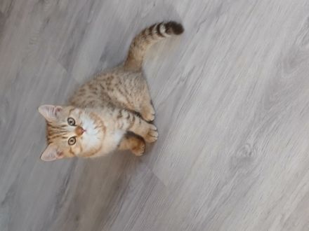 kleine Pfingst Rabauken suchen neuen Wirkungskreis!(Bkh Kitten)