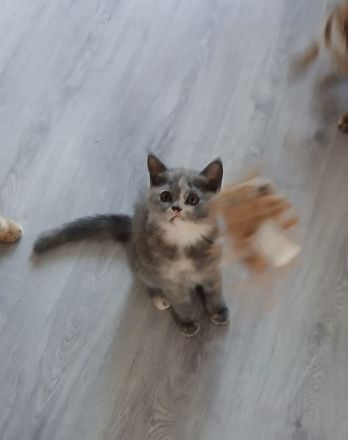 kleine Pfingst Rabauken suchen neuen Wirkungskreis!(Bkh Kitten)