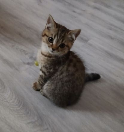 kleine Pfingst Rabauken suchen neuen Wirkungskreis!(Bkh Kitten)