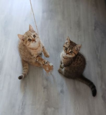 kleine Pfingst Rabauken suchen neuen Wirkungskreis!(Bkh Kitten)