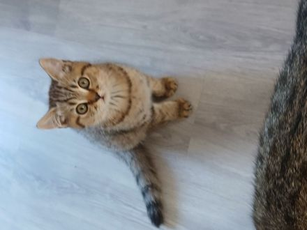 kleine Pfingst Rabauken suchen neuen Wirkungskreis!(Bkh Kitten)