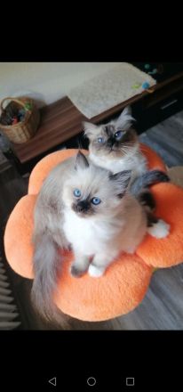 Eine Mädchen heilige birma