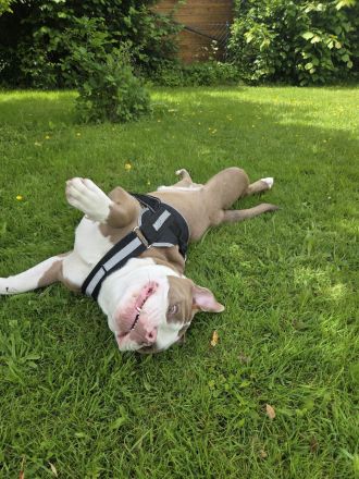 Old English Bulldogge Rüde – 10 Monate – 1.200 €