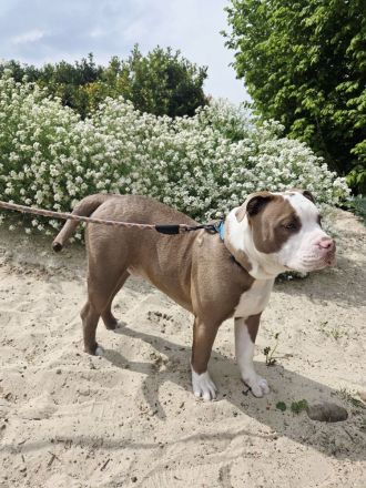 Old English Bulldogge Rüde – 10 Monate – 1.200 €