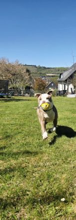 Old English Bulldogge Rüde – 10 Monate – 1.200 €