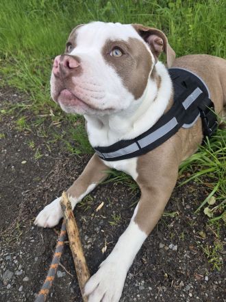 Old English Bulldogge Rüde – 10 Monate – 1.200 €