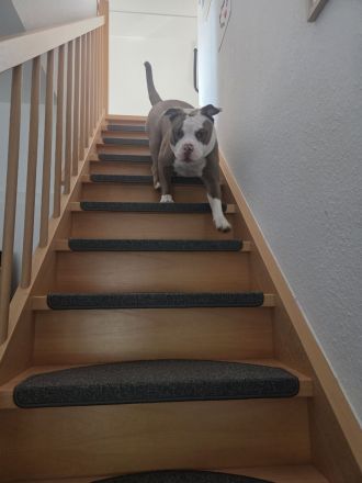 Old English Bulldogge Rüde – 10 Monate – 1.200 €