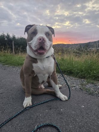 Old English Bulldogge Rüde – 10 Monate – 1.200 €