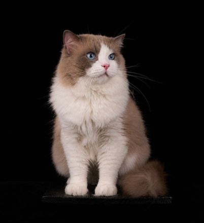 Ragdoll Zuchtkater für kontrollierte Fremddeckungen
