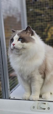 Ragdoll Zuchtkater für kontrollierte Fremddeckungen