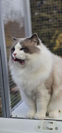 Ragdoll Zuchtkater für kontrollierte Fremddeckungen