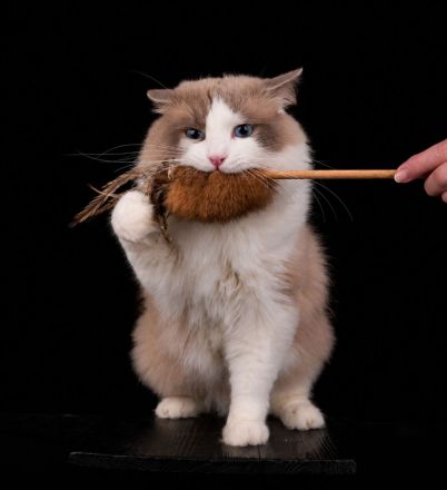 Ragdoll Zuchtkater für kontrollierte Fremddeckungen
