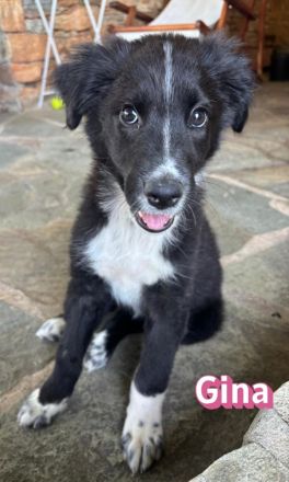 Gina, 05/26 - Welpenmädel sucht Familie