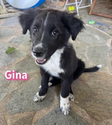 Gina, 05/26 - Welpenmädel sucht Familie