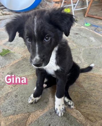Gina, 05/26 - Welpenmädel sucht Familie