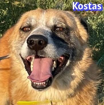 Kostas, 08/20 - sanfter, ruhiger Riese sucht Familie