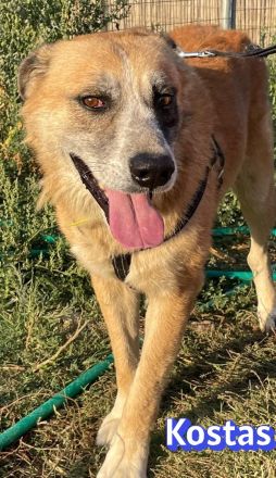 Kostas, 08/20 - sanfter, ruhiger Riese sucht Familie