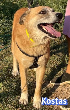 Kostas, 08/20 - sanfter, ruhiger Riese sucht Familie