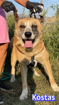 Kostas, 08/20 - sanfter, ruhiger Riese sucht Familie