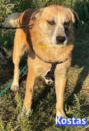 Kostas, 08/20 - sanfter, ruhiger Riese sucht Familie