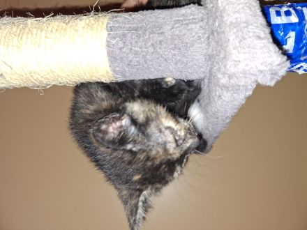 Katzen Babys