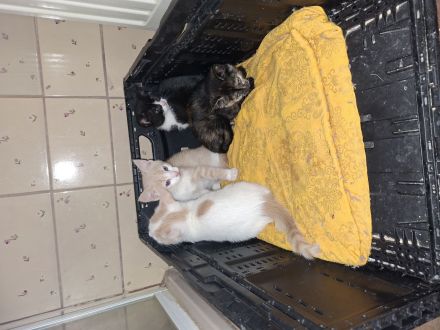 Katzen Babys