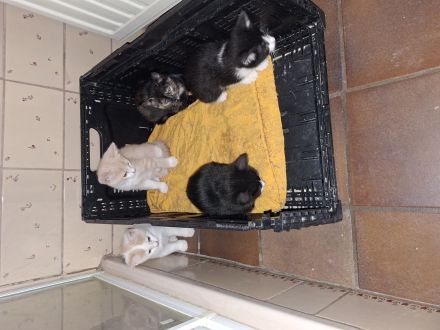 Katzen Babys