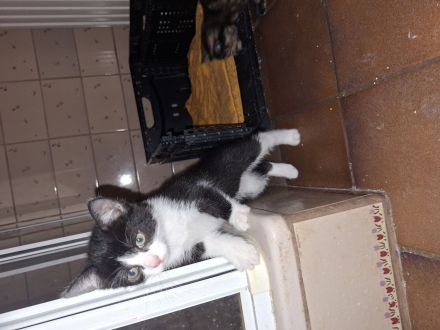 Katzen Babys