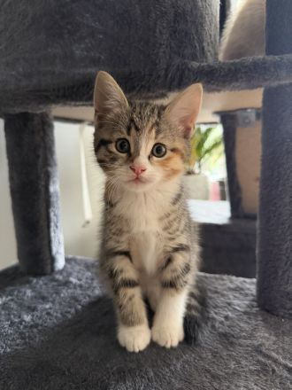 Liebevolle aufgezogene BKH Mix Kitten