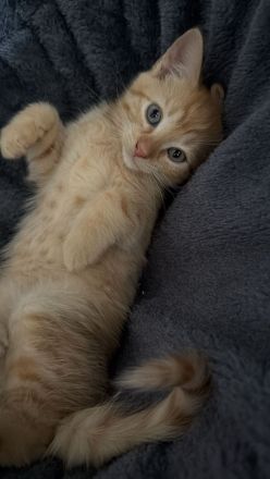 Liebevolle aufgezogene BKH Mix Kitten