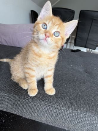 Liebevolle aufgezogene BKH Mix Kitten