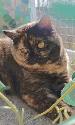 BKH Katze und Kater mit Stammbaum